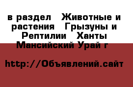  в раздел : Животные и растения » Грызуны и Рептилии . Ханты-Мансийский,Урай г.